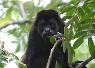 Monteverde Cloud Forest Lodge