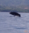WhaleDolphinsToursCostaRica