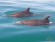 WhaleDolphinsToursCostaRica