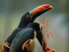 Birding Escape III