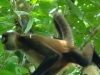 Above the Jungle