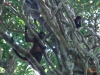 Rainforest Trek