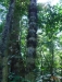 Caminata Bosque Lluvioso