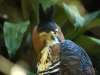 Pajareos en Rancho La Merced