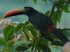 Birding Escape IV
