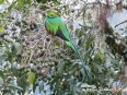 Paraiso del Quetzal