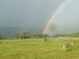 Tropical Horseback Riding