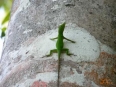 The Chocuaco Lake Trail and Lodge
