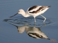 Birding Escape I