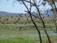Palo Verde Biological Station