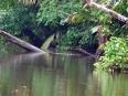 Pachira Lodge