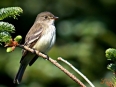 Birding Escape IV
