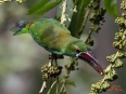 El Toucanet lodge