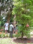 Tropical Plantation Tour CATIE