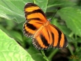 La Paz Waterfall Gardens
