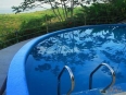 Ballenas y Delfines
