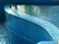 Whales and Dolphins