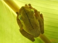 Playa Nicuesa Rainforest Lodge