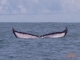 WhaleDolphinsToursCostaRica