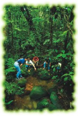 Hiking in the Rain Forest