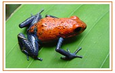 Strawberry Poison-dart Frog