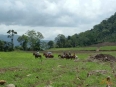 Tropical Horseback Riding