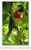 Fiery-billed Aracari