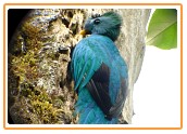 Resplendent Quetzal - male