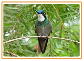 MWhite-throated Mountain-gem ;male